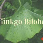 GABINETE-GINKGO-BILOBA twitter